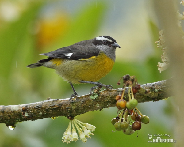 Bananaquit (Coereba flaveola)