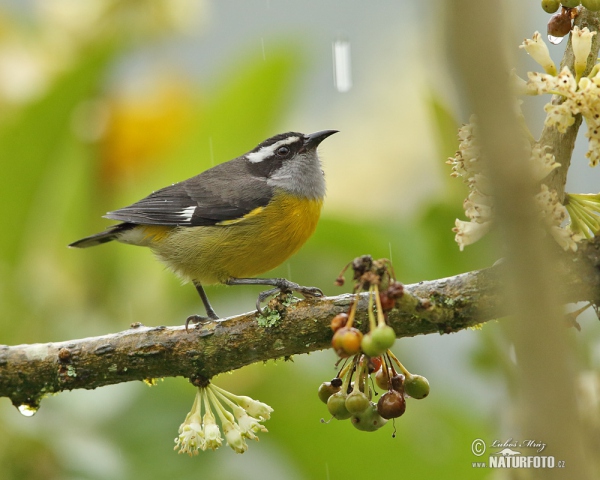 Bananaquit (Coereba flaveola)