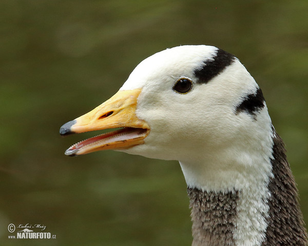 Bar-headed goose (Anser indicus)