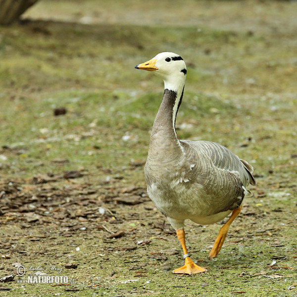 Bar-headed goose (Anser indicus)