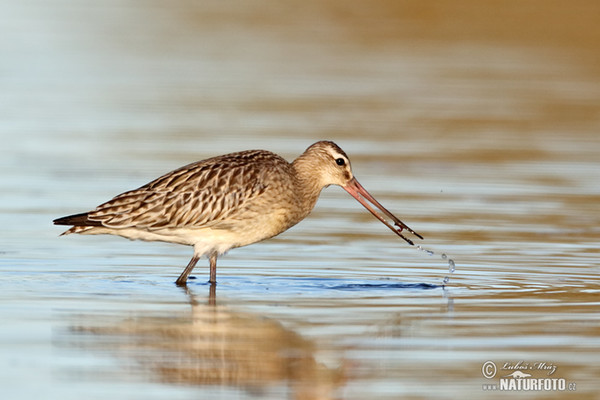 Bar-tailed Godwit (Limosa lapponica)