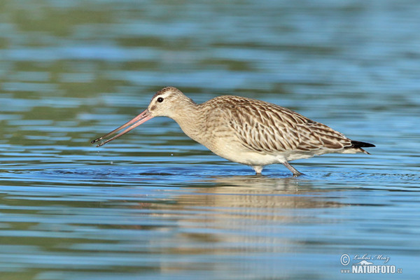 Bar-tailed Godwit (Limosa lapponica)