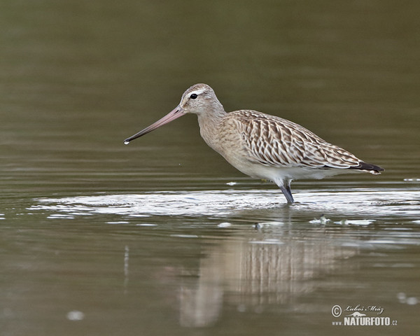 Bar-tailed Godwit (Limosa lapponica)