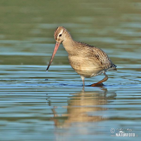 Bar-tailed Godwit (Limosa lapponica)