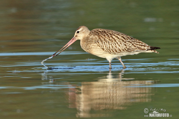 Bar-tailed Godwit (Limosa lapponica)