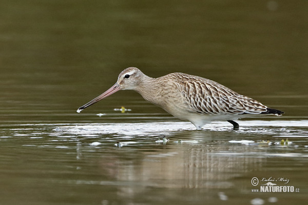 Bar-tailed Godwit (Limosa lapponica)