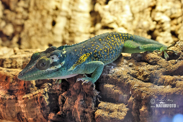 Baracoa Knight Anole (Anolis baracoae)