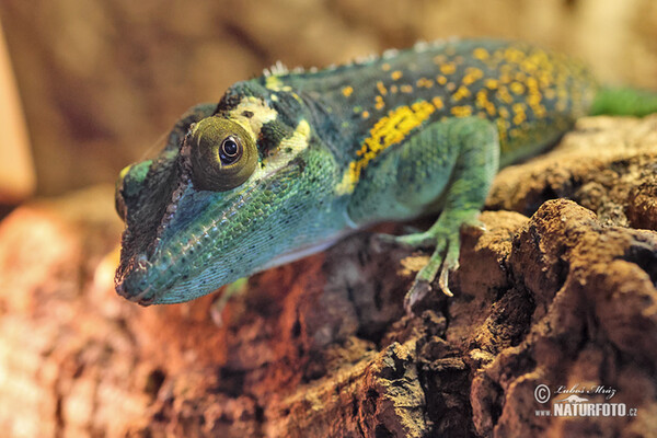 Baracoa Knight Anole (Anolis baracoae)