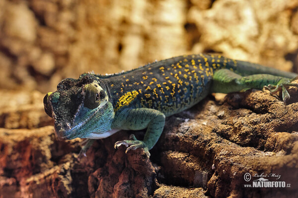 Baracoa Knight Anole (Anolis baracoae)