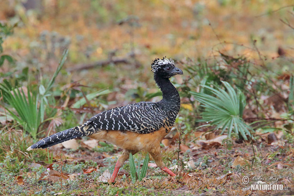 Bare-faced Curassow (Crax fasciolata)