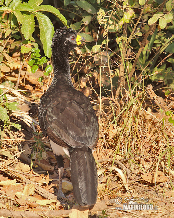 Bare-faced Curassow (Crax fasciolata)