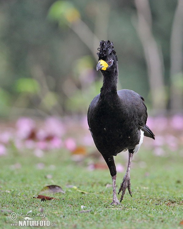 Bare-faced Curassow (Crax fasciolata)