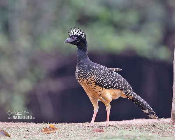 Bare-faced Curassow (Crax fasciolata)