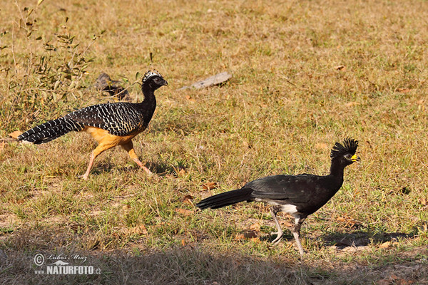 Bare-faced Curassow (Crax fasciolata)