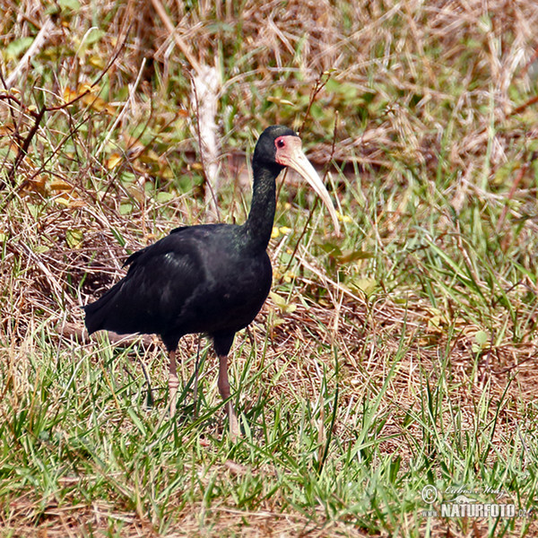 Bare-faced Ibis (Phimosus infuscatus)