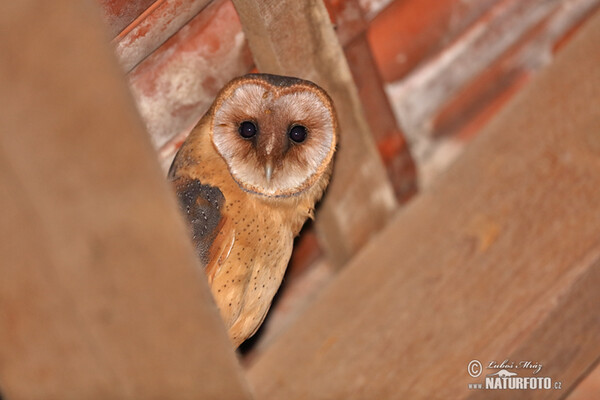 Barn Owl (Tyto alba)