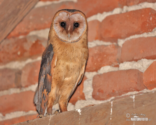 Barn Owl (Tyto alba)