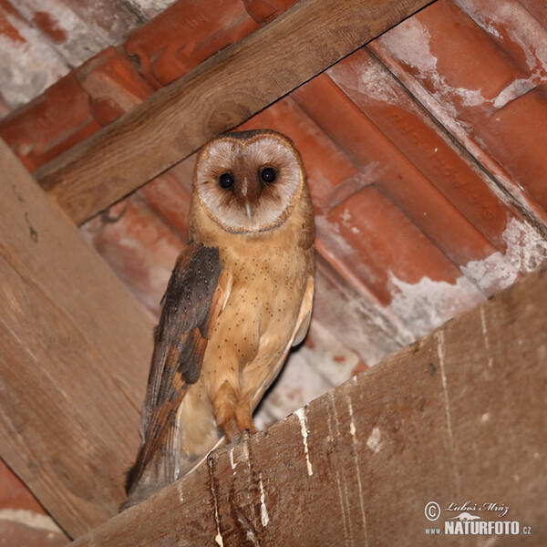 Barn Owl (Tyto alba)