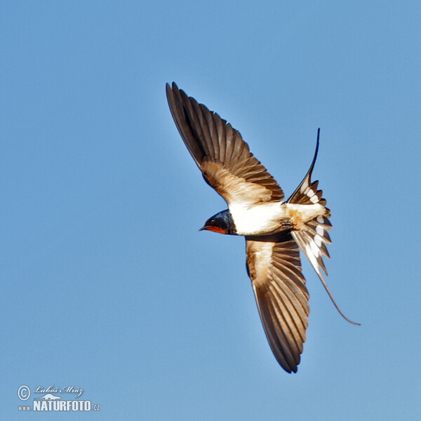 Barn Swallow (Hirundo rustica)