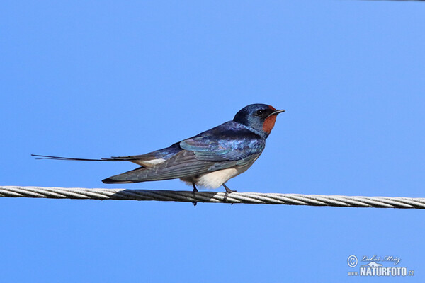 Barn Swallow (Hirundo rustica)