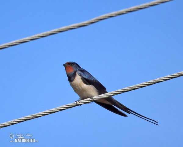 Barn Swallow (Hirundo rustica)