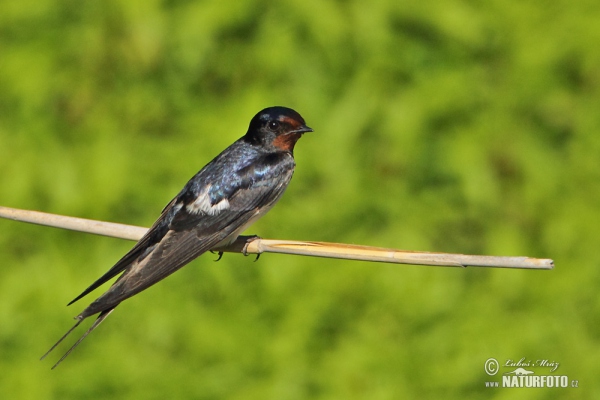 Barn Swallow (Hirundo rustica)