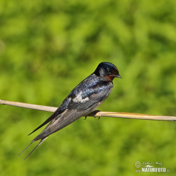 Barn Swallow (Hirundo rustica)