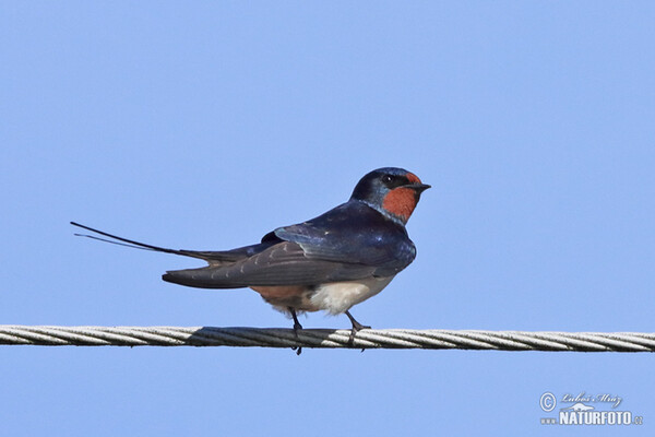 Barn Swallow (Hirundo rustica)