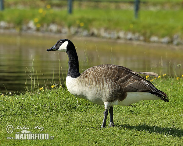 Barnacla canadiense