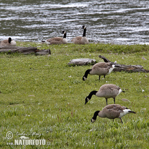 Barnacla canadiense