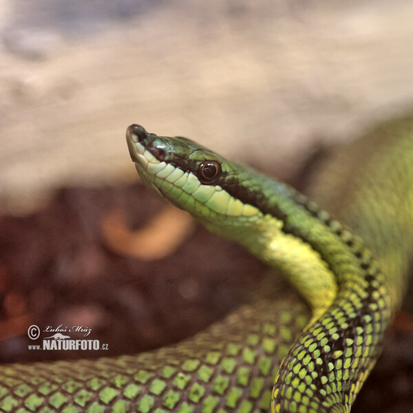 Baron´s green racer (Phylodryas baroni)