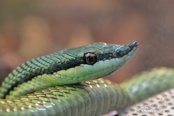 Baron´s green racer (Phylodryas baroni)