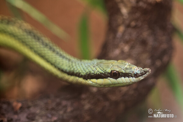 Baron´s green racer (Phylodryas baroni)