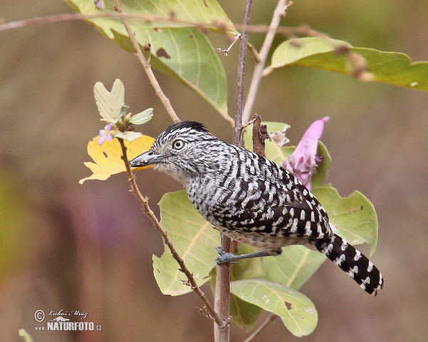 Barred Antshirike (Thamnophilus doliatus)