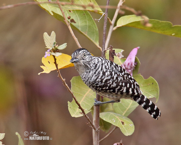 Barred Antshirike (Thamnophilus doliatus)