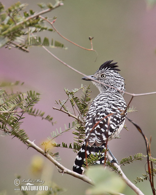 Barred Antshirike (Thamnophilus doliatus)