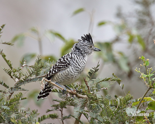 Barred Antshirike (Thamnophilus doliatus)