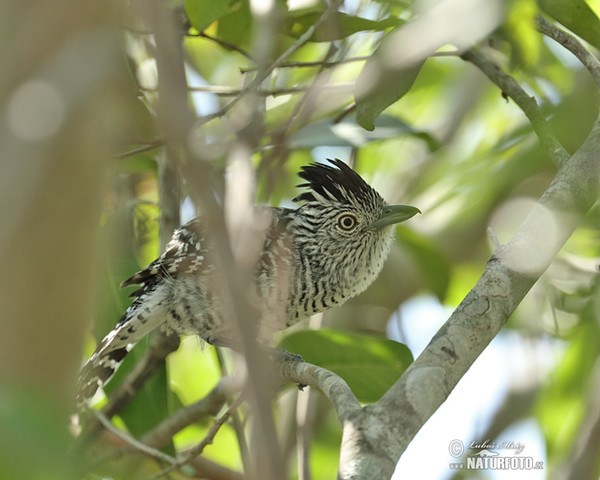 Barred Antshirike (Thamnophilus doliatus)