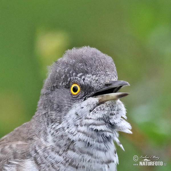 Barred Warbler (Sylvia nisoria)