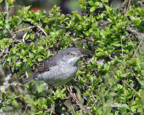 Barred Warbler (Sylvia nisoria)