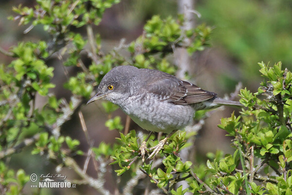 Barred Warbler (Sylvia nisoria)