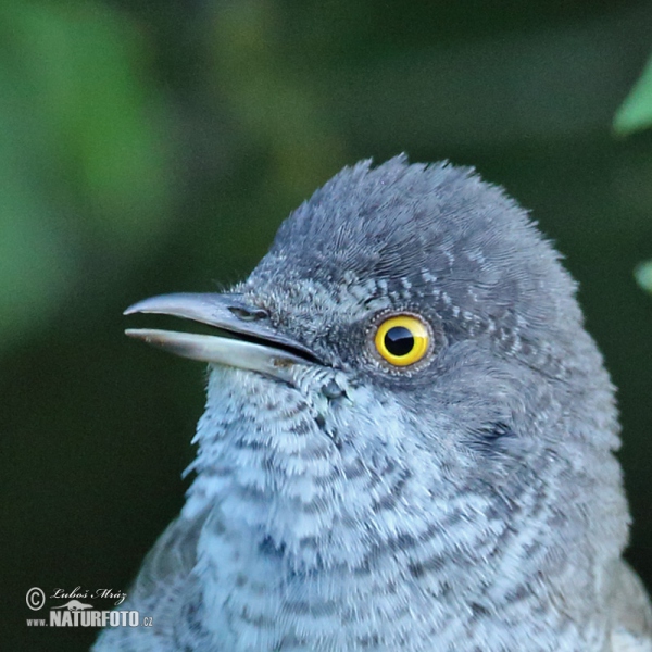 Barred Warbler (Sylvia nisoria)