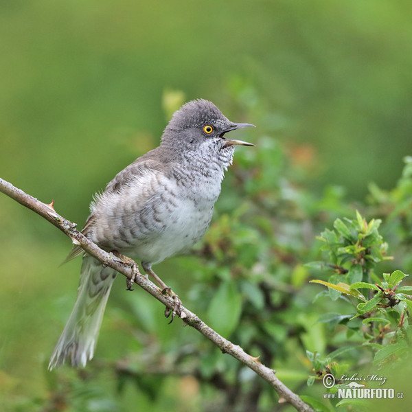 Barred Warbler (Sylvia nisoria)