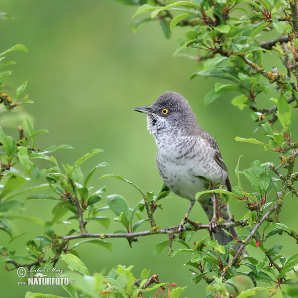 Barred Warbler (Sylvia nisoria)