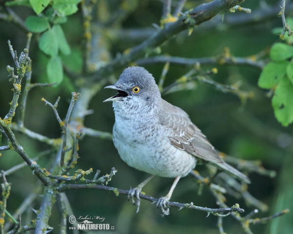 Barred Warbler (Sylvia nisoria)