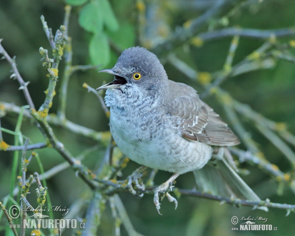 Barred Warbler (Sylvia nisoria)