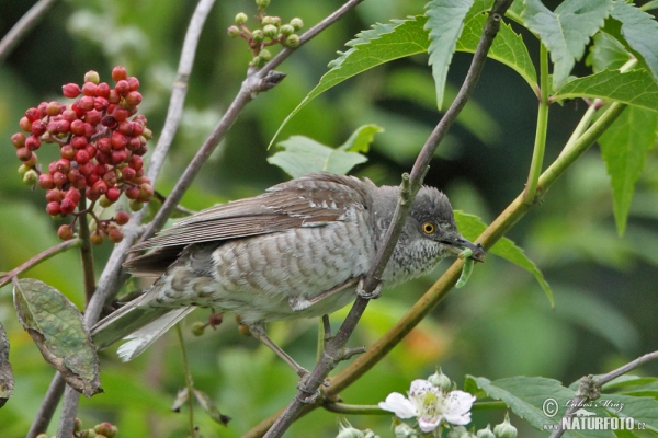 Barred Warbler (Sylvia nisoria)