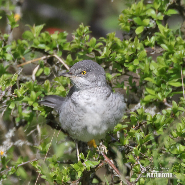 Barred Warbler (Sylvia nisoria)