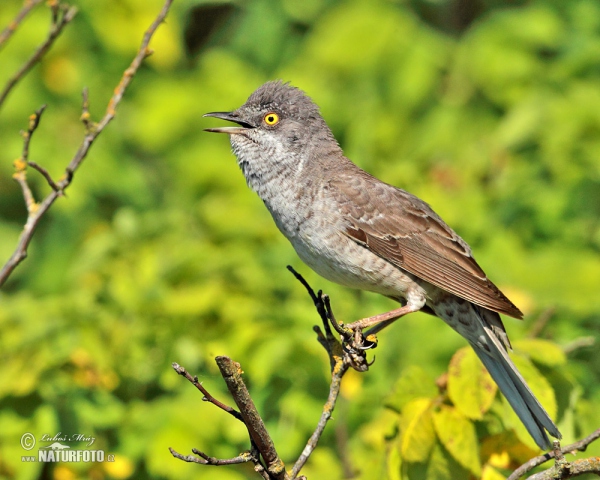 Barred Warbler (Sylvia nisoria)