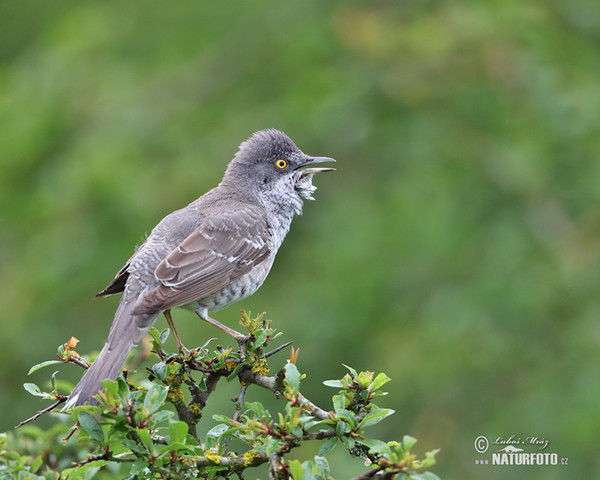 Barred Warbler (Sylvia nisoria)